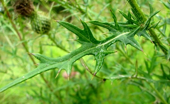 Cirsium discolor