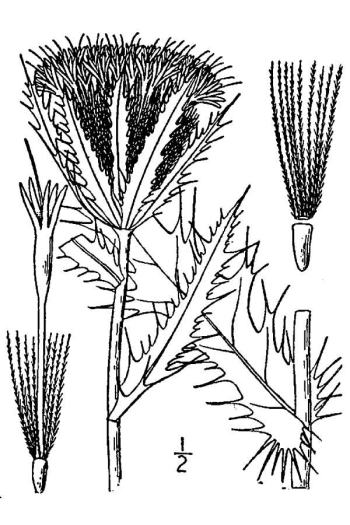 Cirsium horridulum