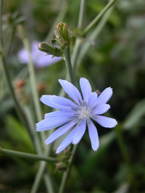 Cichorium intybus