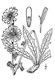 Cichorium intybus