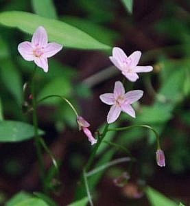 Claytonia virginica