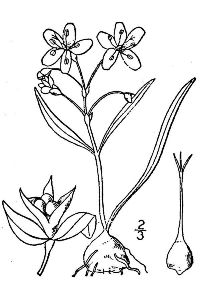 Claytonia virginica