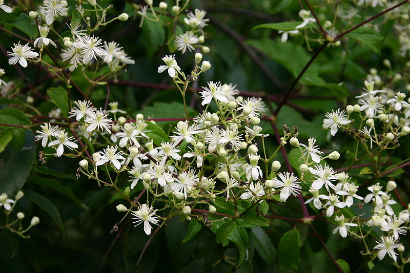 Clematis virginiana 