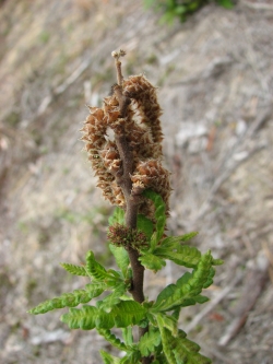 Comptonia peregrina