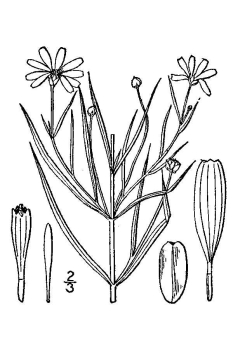 Coreopsis rosea 