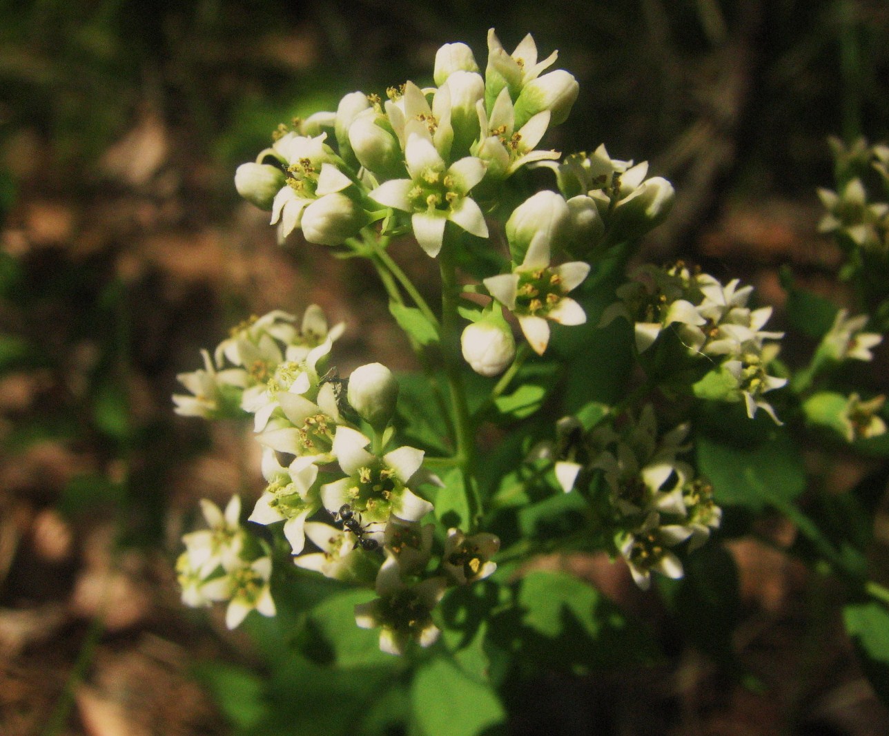 Comandra umbellata 