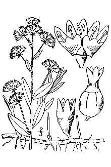 Comandra umbellata 