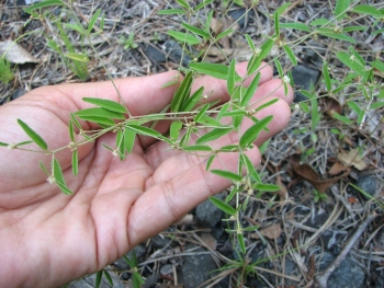 Willdenows croton