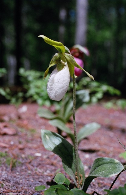 cypripedium acaule