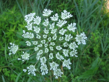 Daucus carota 