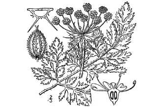 Daucus carota 