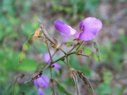 Desmodium glabellum