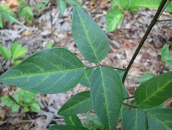 Desmodium glabellum