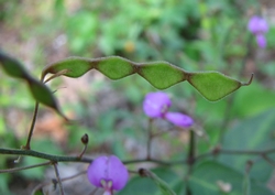 Desmodium glabellum