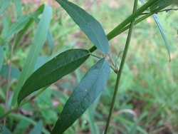 Desmodium paniculatum
