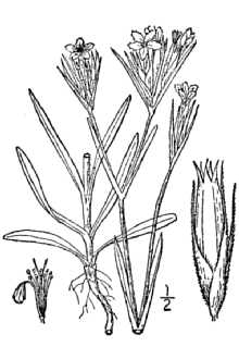 Dianthus armeria