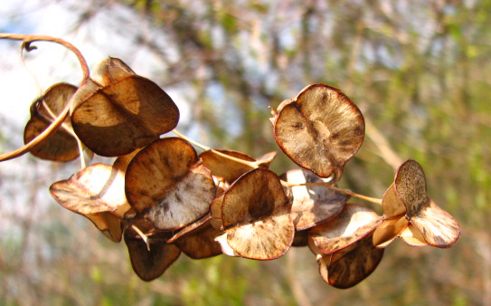 Dioscorea villosa 