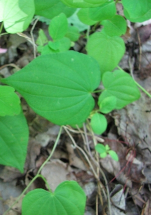 Dioscorea villosa 