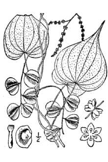 Dioscorea villosa 