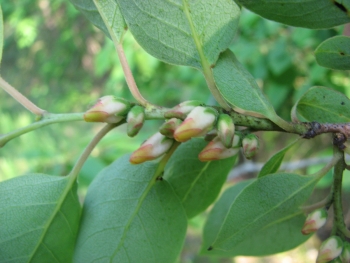 Diospyros virginiana