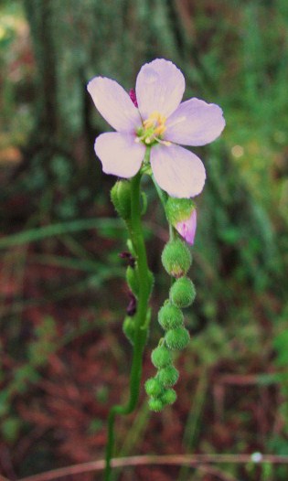 Drosera filiformis 