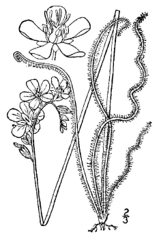 Drosera filiformis 