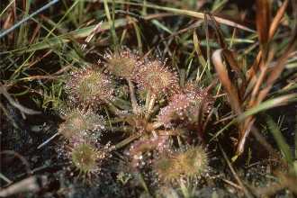 Drosera rotundifolia