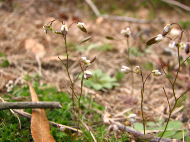 Draba verna 