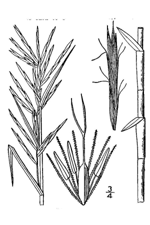 Dulichium arundinaceum