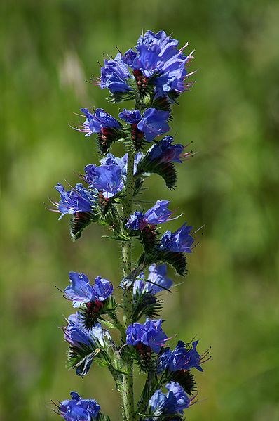 Viper's Bugloss