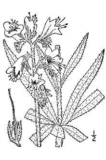 Echium vulgare 