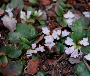 Epigaea repens