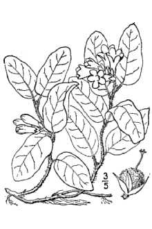 Epigaea repens