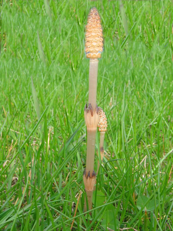 Equisetum arvense