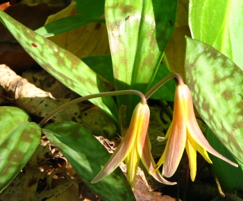 Erythronium americanum 