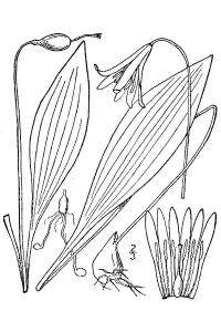 Erythronium americanum 