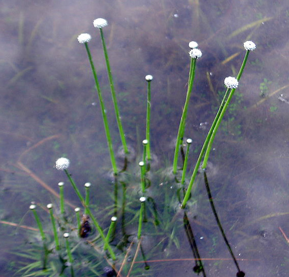 Eriocaulon aquaticum