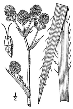 Eriocaulon aquaticum