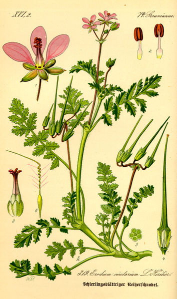 Erodium circutarium 