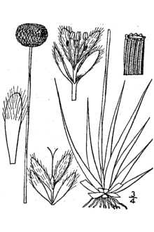 Eriocaulon compressum 