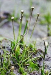 Eriocaulon compressum 