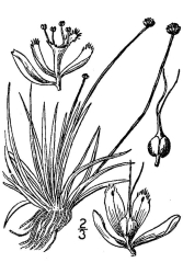 Eriocaulon compressum 