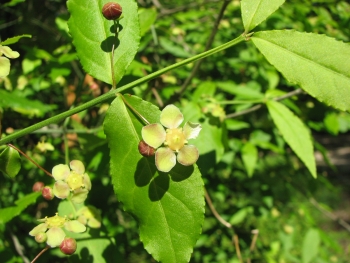 Euonymus americanus