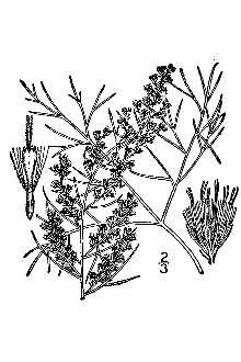 Eupatorium capillifolium