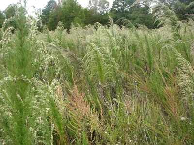 Eupatorium capillifolium