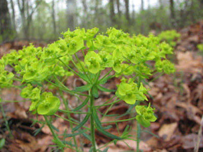 Euphorbia cyparissias