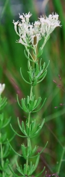 Eupatorium hyssopifolium