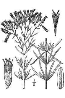 Eupatorium hyssopifolium