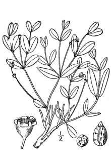Euphorbia ipecacuanhae