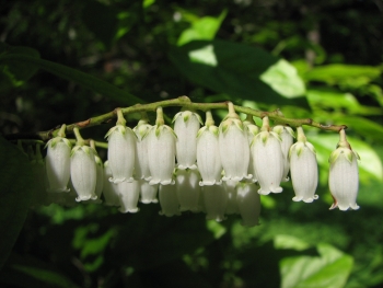 Eubotrys racemosa